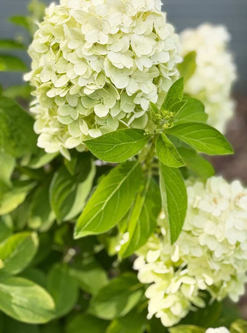 Hydrangeas Need More Shade And Water Hydrangeas Need More Shade And Water
