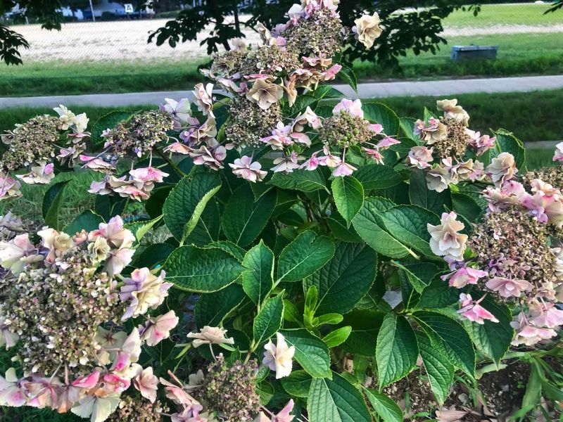 Hydrangeas Need Shade Before Leaves Scorch