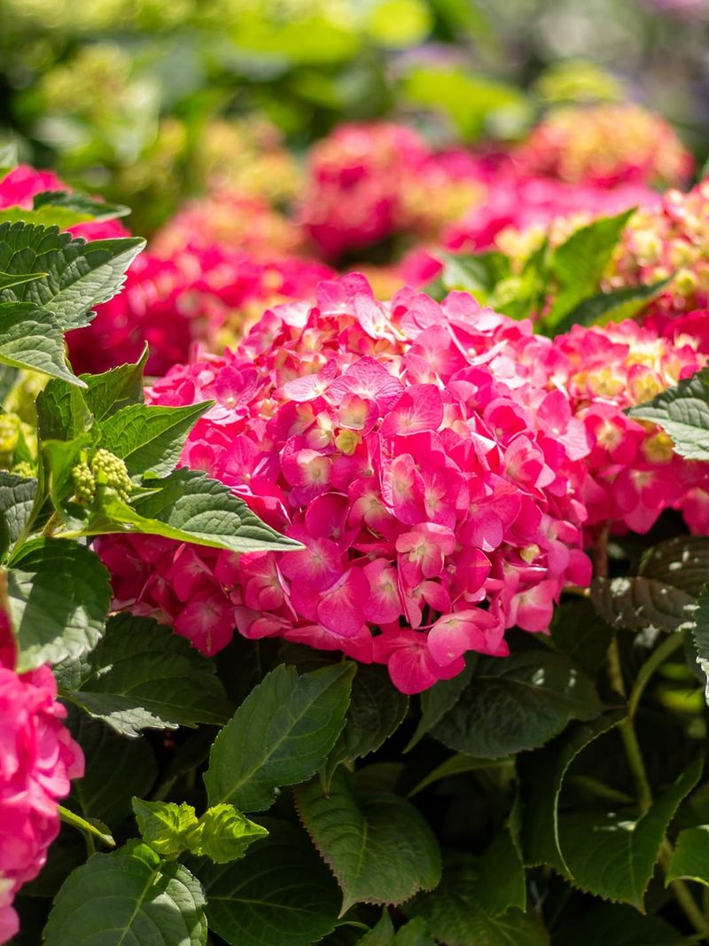 Hydrangeas Shine In Morning Sun And Afternoon Shade