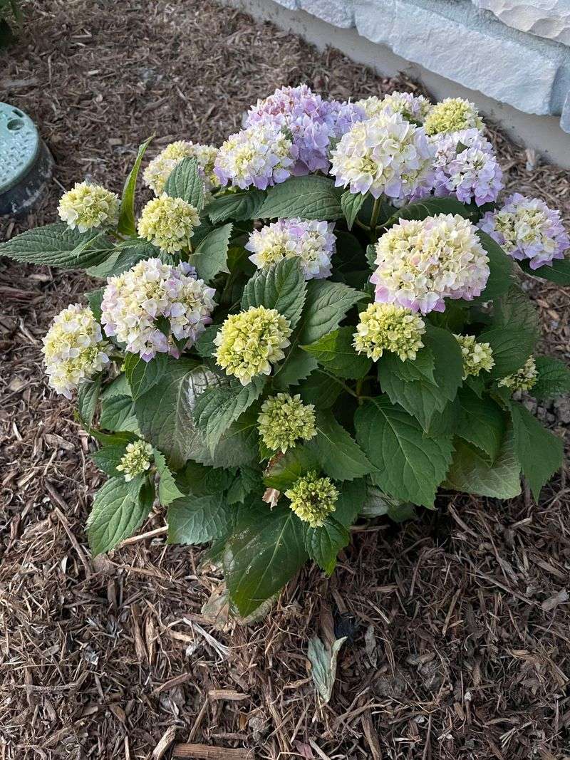 Hydrangeas Should Move Only If Heat Stress Keeps Winning