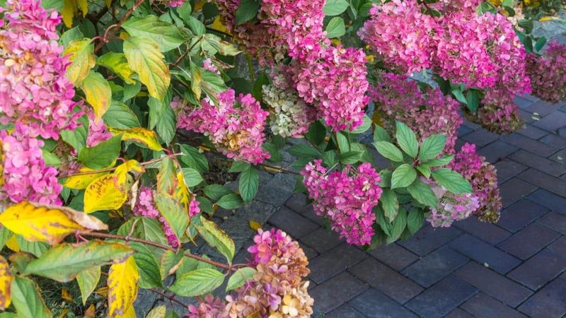 Hydrangeas Wilt Fast In Hot Inland Yards Hydrangeas Wilt Fast In Hot Inland Yards