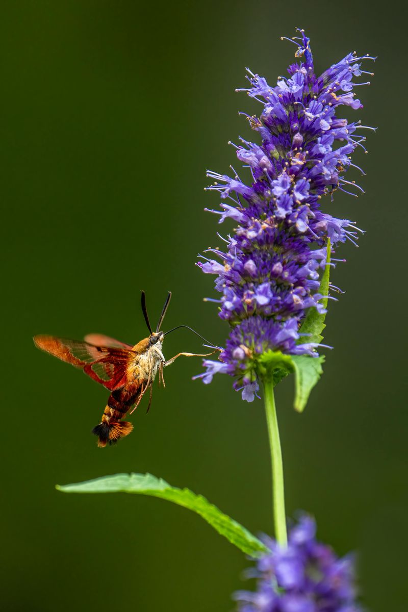 Hyssop Hyssop