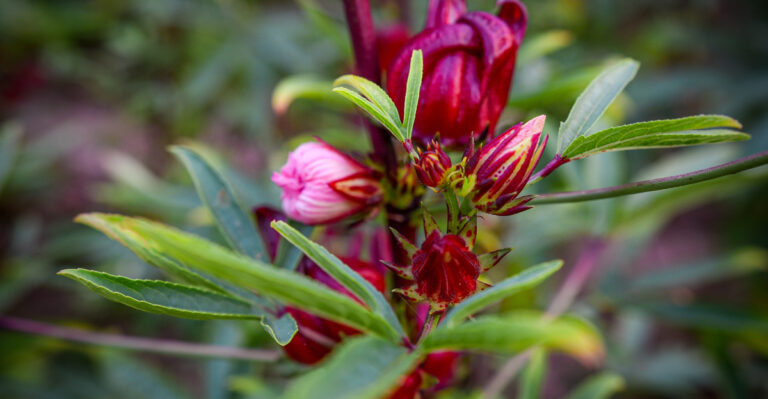roselle