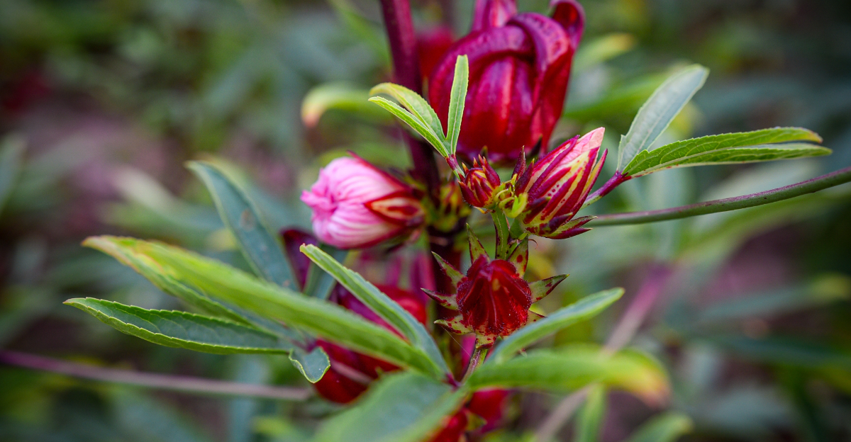 roselle