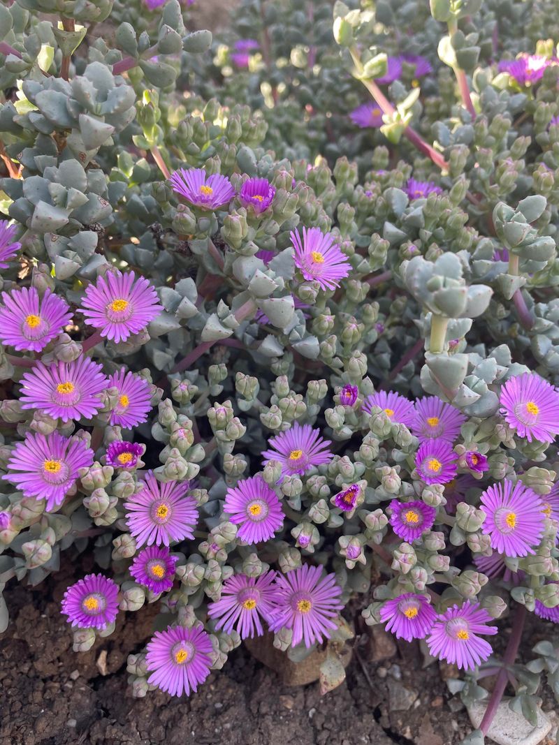 Ice Plant Can Escape Coastal Yards Ice Plant Can Escape Coastal Yards