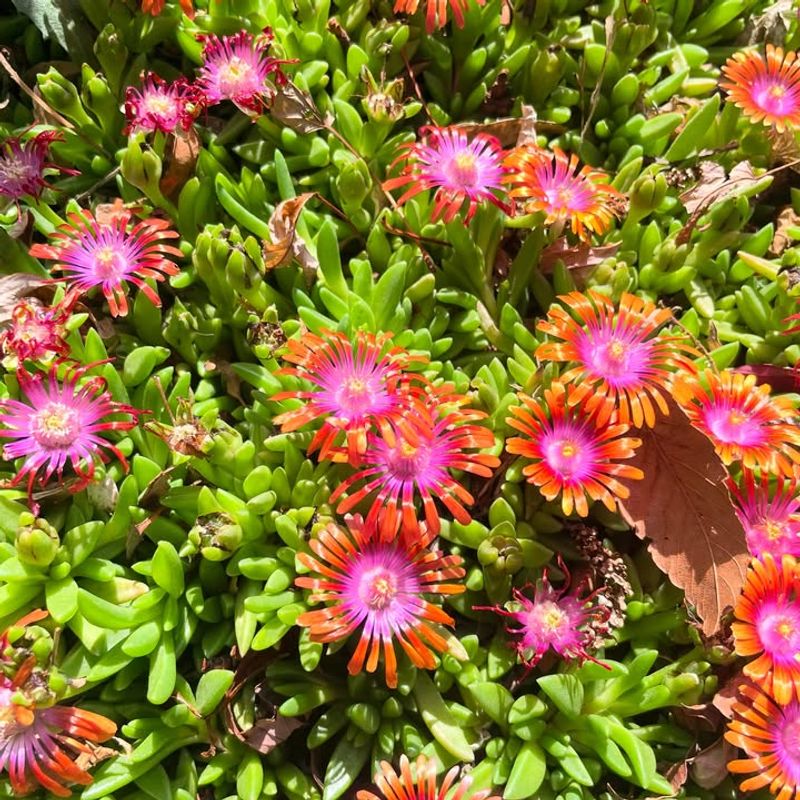 Ice Plant Creates A Thick Layer Above Bare Soil Ice Plant Creates A Thick Layer Above Bare Soil