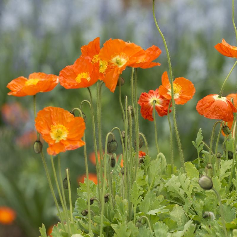 Iceland Poppy 