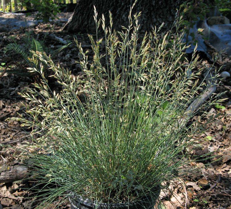 Idaho Fescue Adds Native Meadow Texture