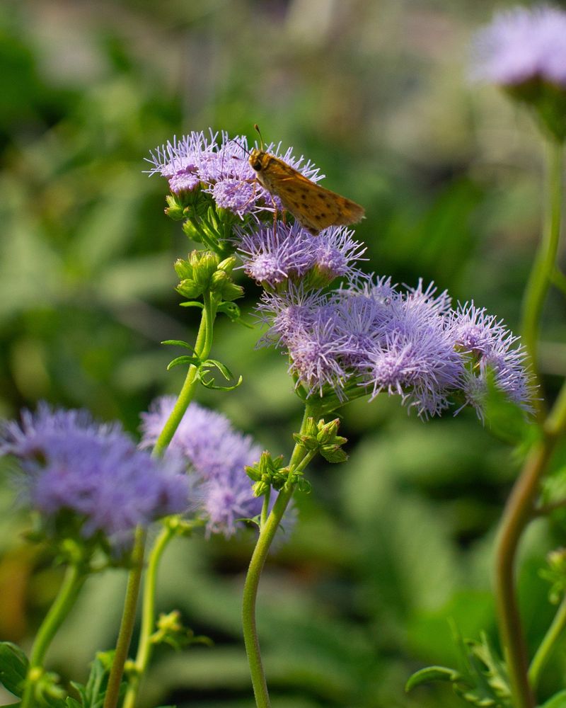 Ideal For Wildlife Gardens