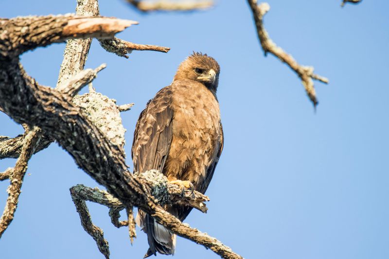 Ideal Perching And Scouting Spots Are Present