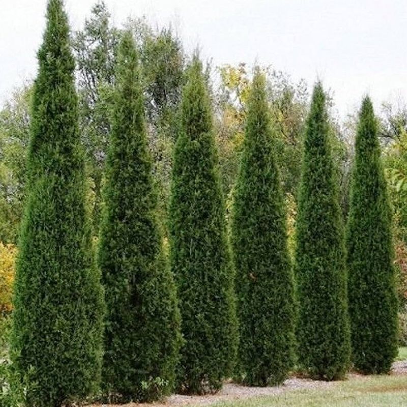 Ideal Planting Locations Ideal Planting Locations
