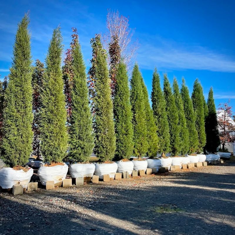 Ideal Spacing For A Solid Fence Line