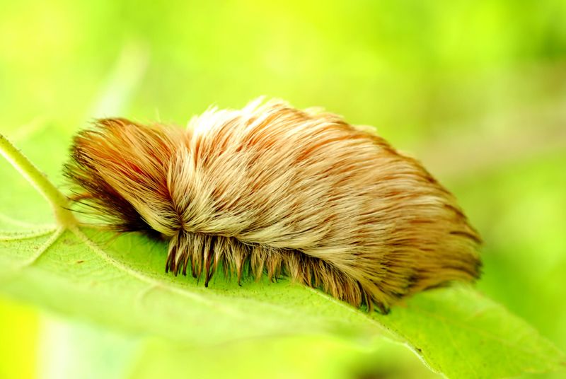 Identification: Spotting The Fluff That Bites Back Identification: Spotting The Fluff That Bites Back