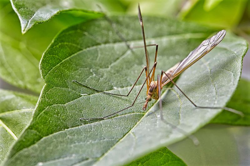 Identification Tips For Spotting A Crane Fly
