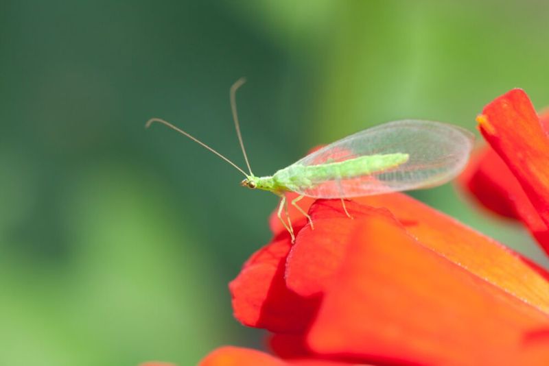 Identify Pests Before You Treat Identify Pests Before You Treat