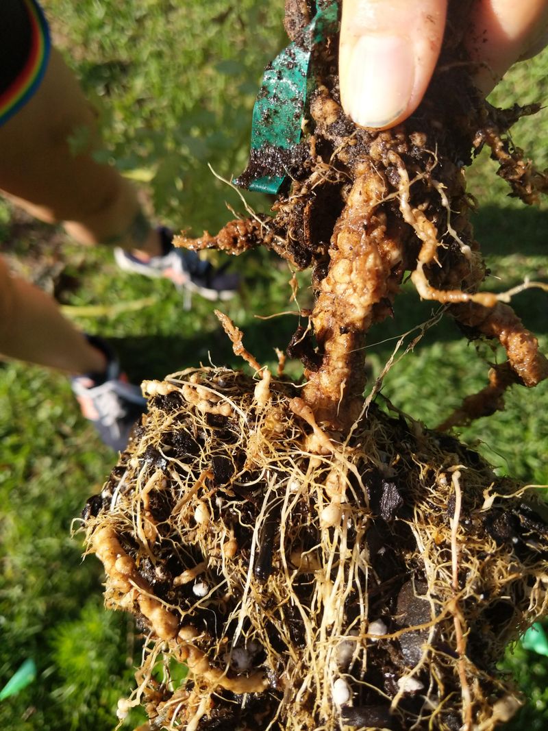 Identify Root Knot Nematodes First