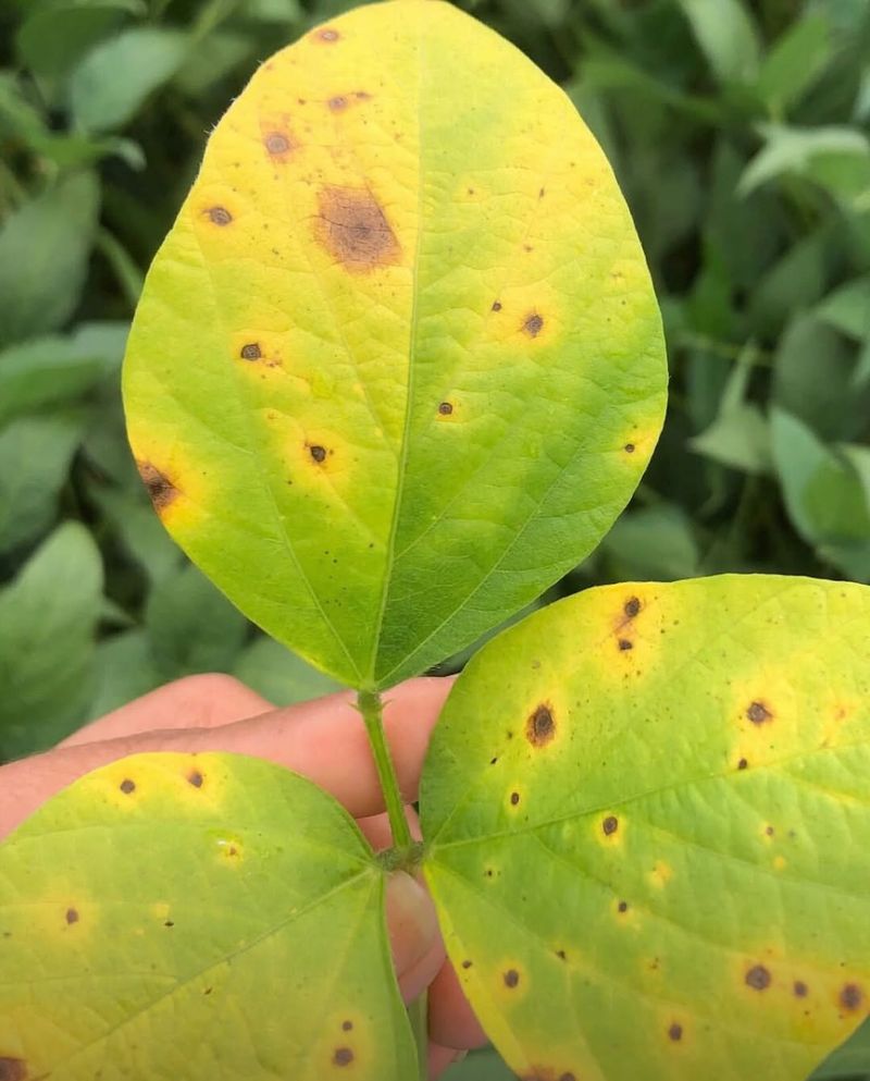 Identify The Plant Before Treating The Spots