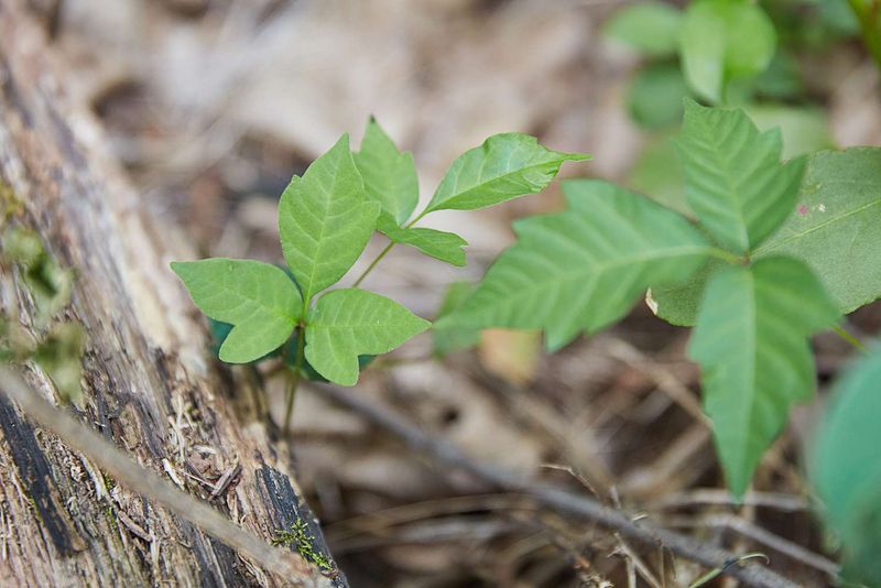 Identify The Plant Before You Touch It Identify The Plant Before You Touch It