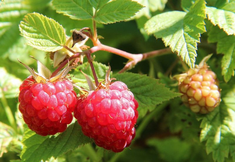 Identify The Raspberry Type Before Cutting Identify The Raspberry Type Before Cutting
