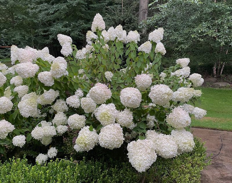 Identify Your Hydrangea Type First