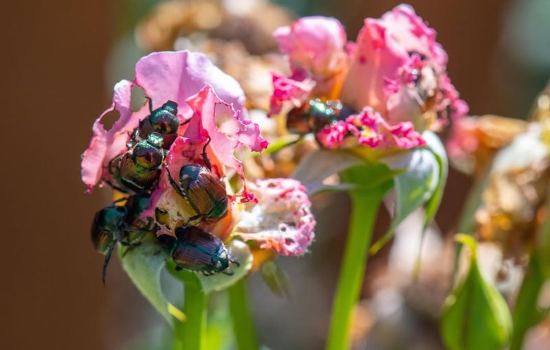 Identifying Japanese Beetles On Your Roses Identifying Japanese Beetles On Your Roses