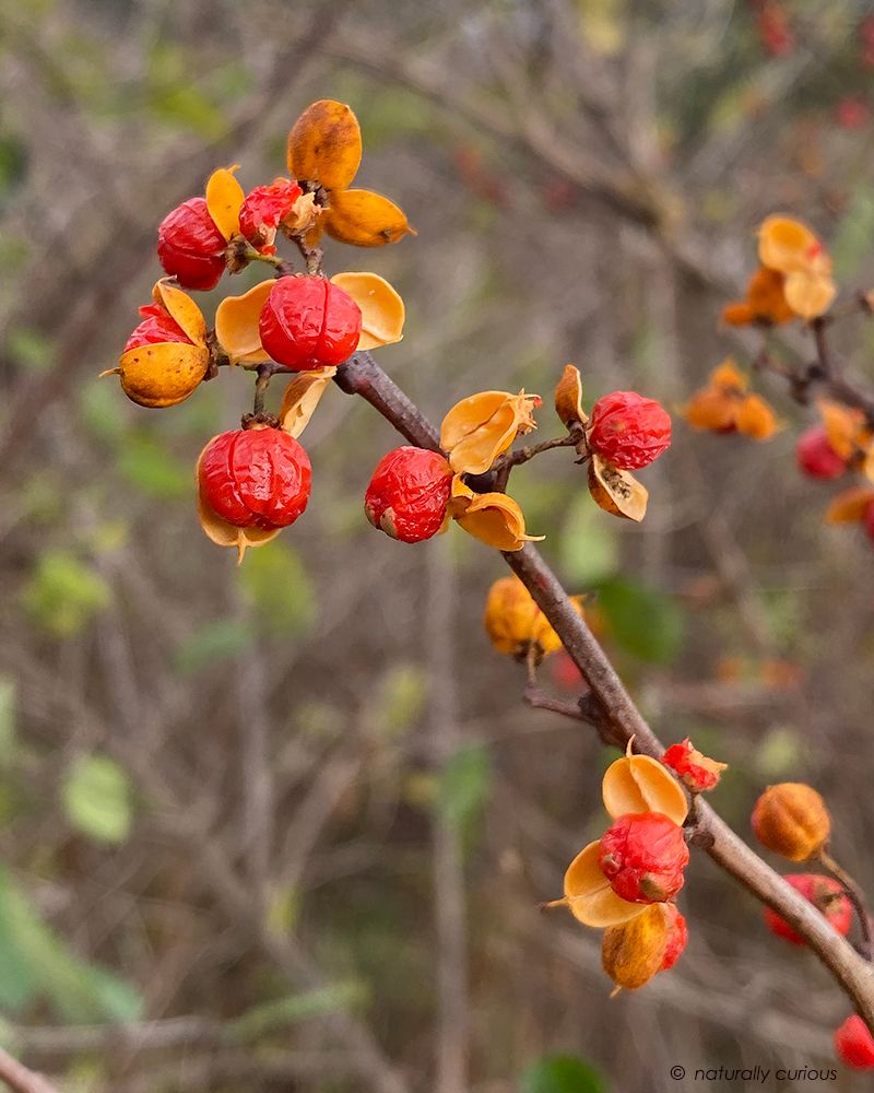 Identifying The Vine