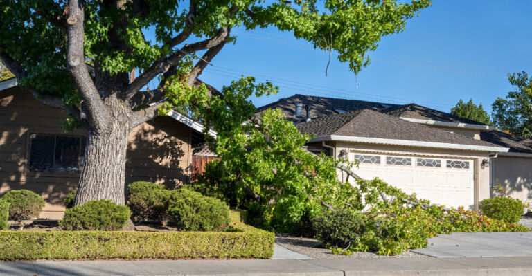 If A California Tree Falls On A Neighbor’s Property Who Is Legally Responsible