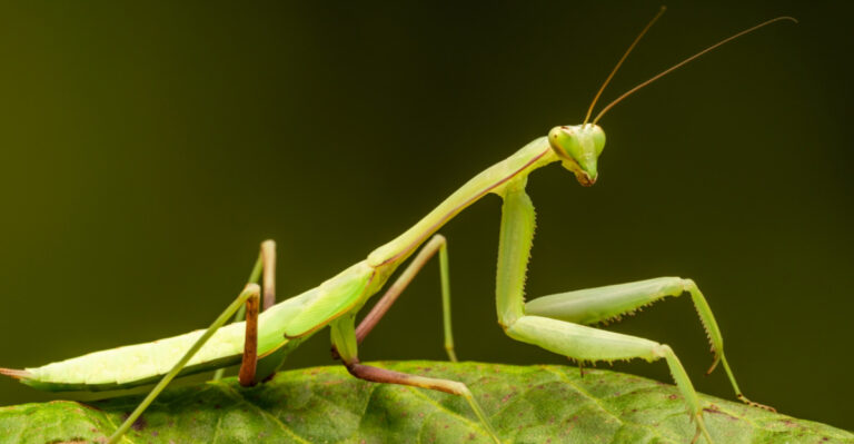 If A Praying Mantis Shows Up, Your Connecticut Garden Passed The Test
