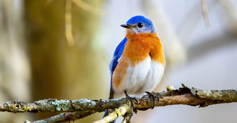 eastern bluebird