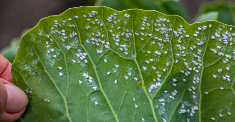 If You See These Tiny White Bugs On California Plants, Check The Undersides Fast