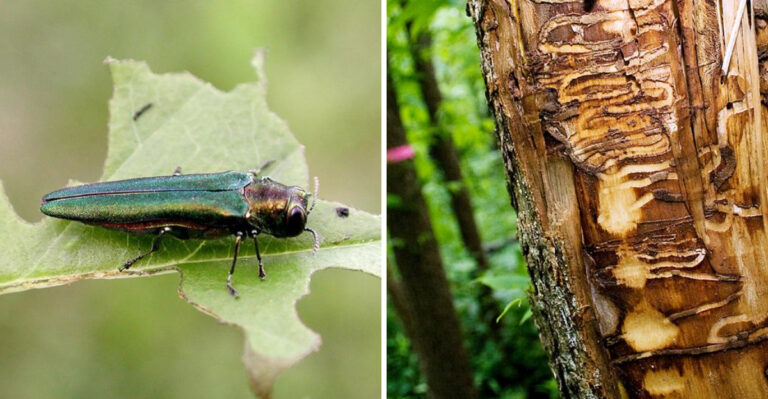 If You See This Beetle In Pennsylvania Do Not Touch It And Do Not Move It