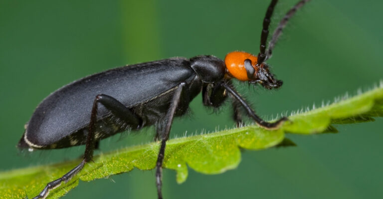 If You See This Bug In Your Arizona Garden Do Not Touch It