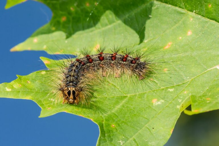 spongy moth caterpillar