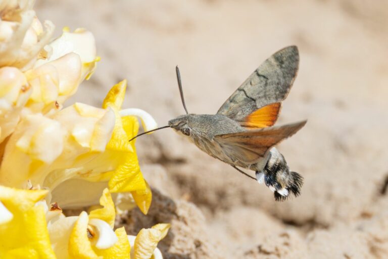 hawk moth