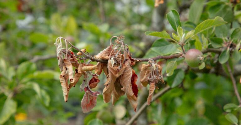 If You See This On Your California Apple Tree, Remove It Immediately Before It Reaches The Roots