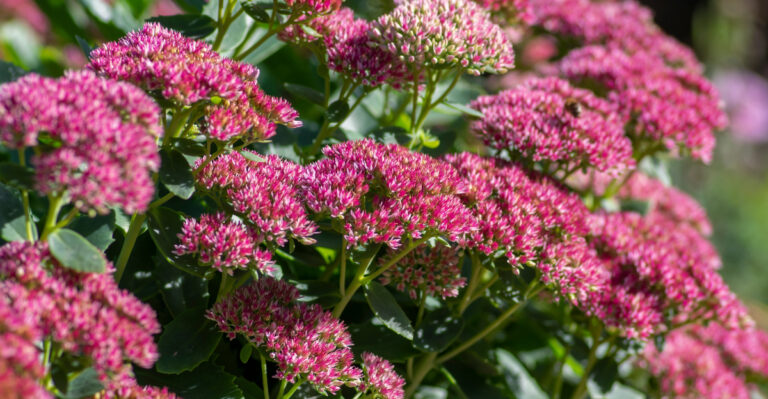 If Your Oregon Garden Feels Behind, These 10 Perennials Can Still Save The Season