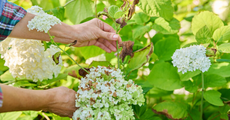 If Your Oregon Hydrangeas Look Tired, Do These Recovery Steps Now