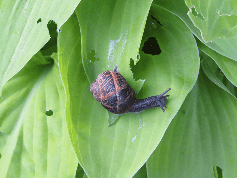 Ignore Slugs And Snails