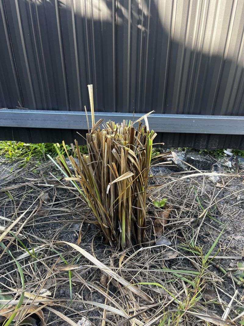 Ignoring Afternoon Heat Stress Lets Growth Stall Ignoring Afternoon Heat Stress Lets Growth Stall