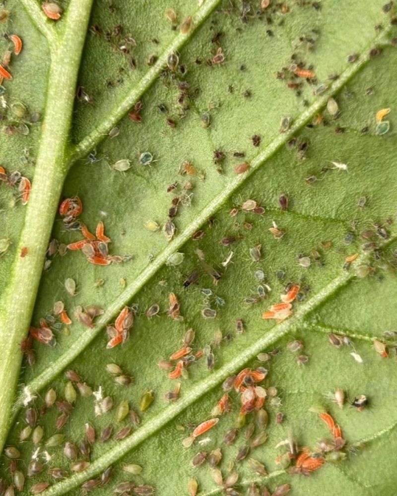 Ignoring Aphids Early In The Season Ignoring Aphids Early In The Season
