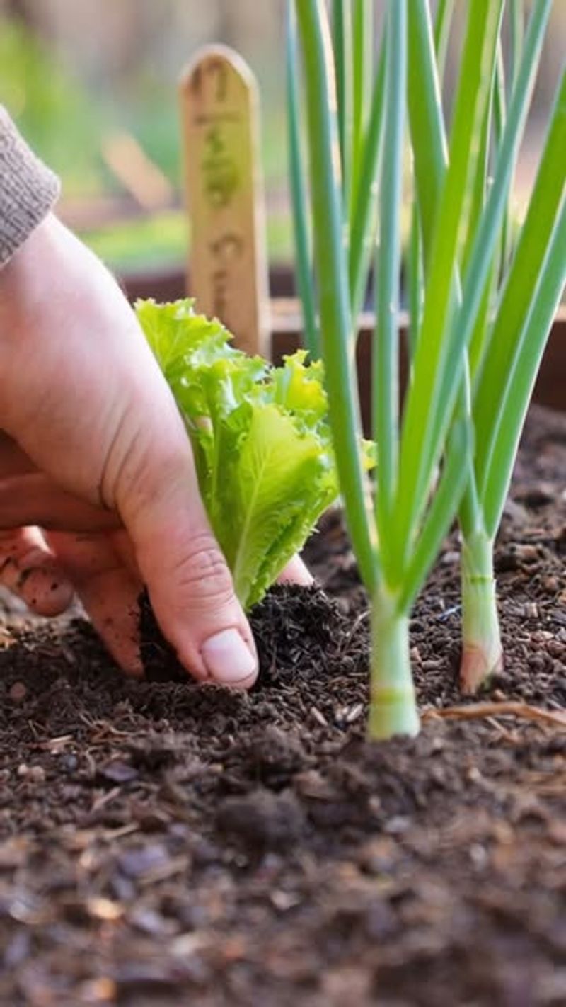 Ignoring Companion Planting