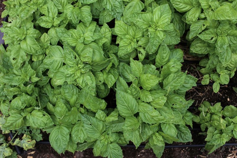 Ignoring Downy Mildew Ignoring Downy Mildew
