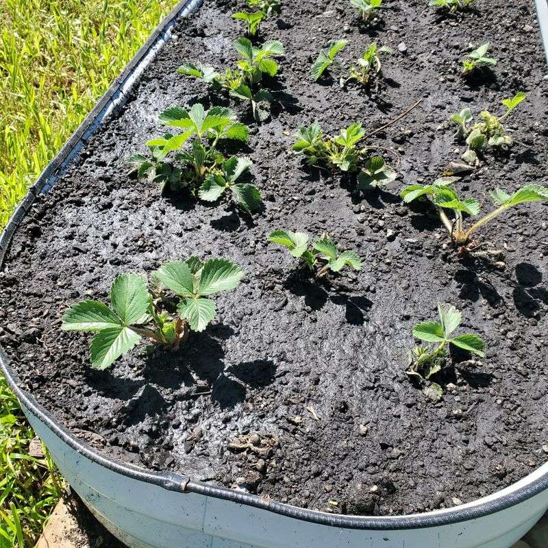 Ignoring Drainage Before Installing Beds