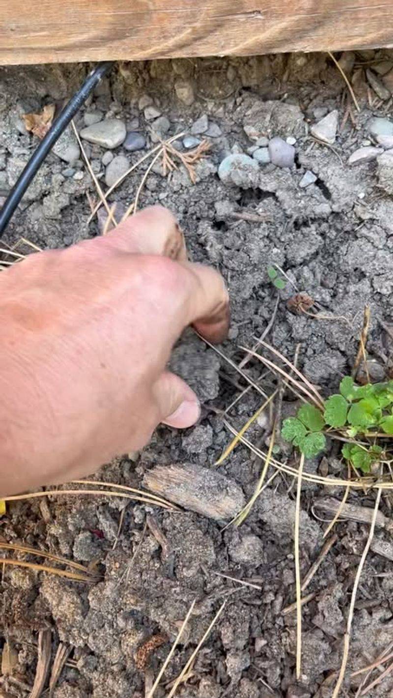 Ignoring Drainage Problems In Heavy Clay Soil