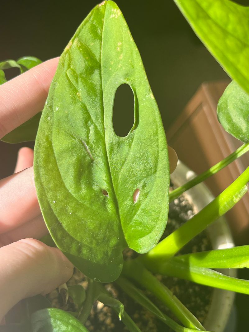 Ignoring Early Feeding Damage Until It Spreads