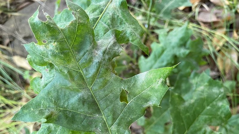 Ignoring Early Signs And Prompt Treatment