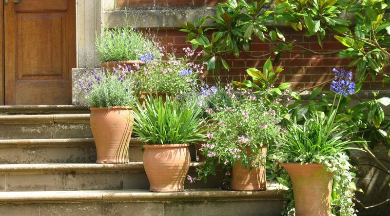 Ignoring Fertilizer Leaves Hungry Pots Running On Empty