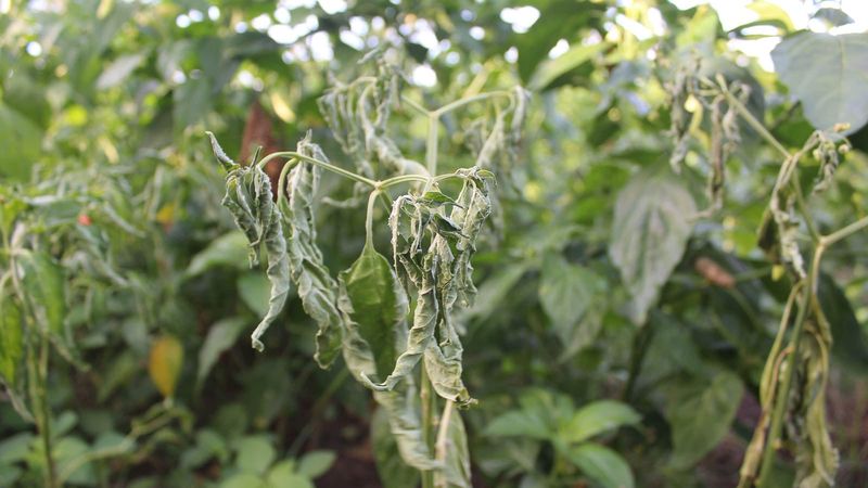 Ignoring Heat Stress During Harvest Time