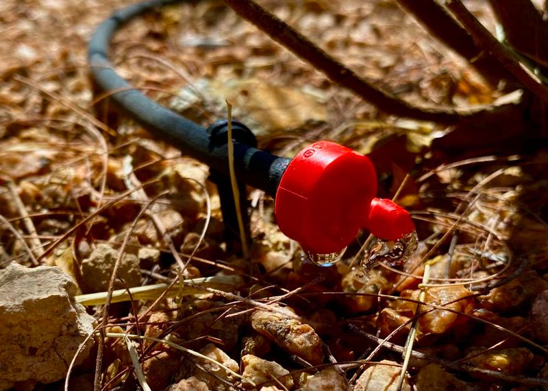 Ignoring Irrigation Leaks And Clogged Emitters