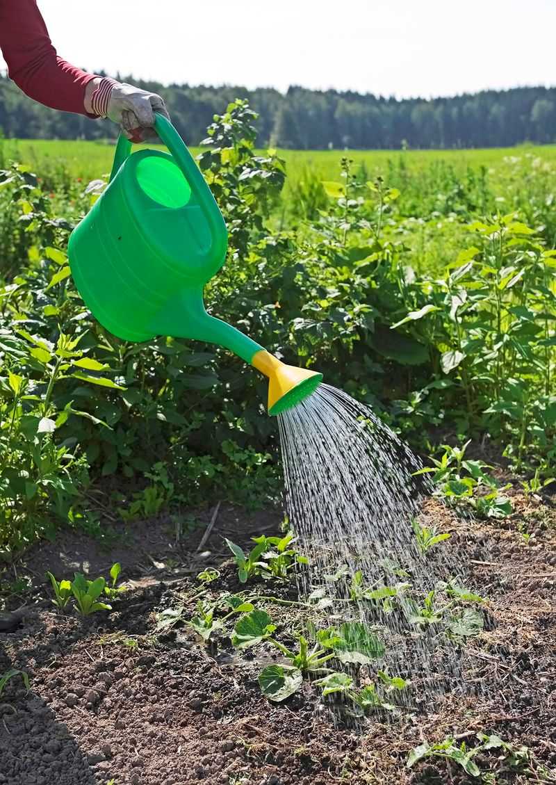 Ignoring July Thunderstorms And Watering On Autopilot